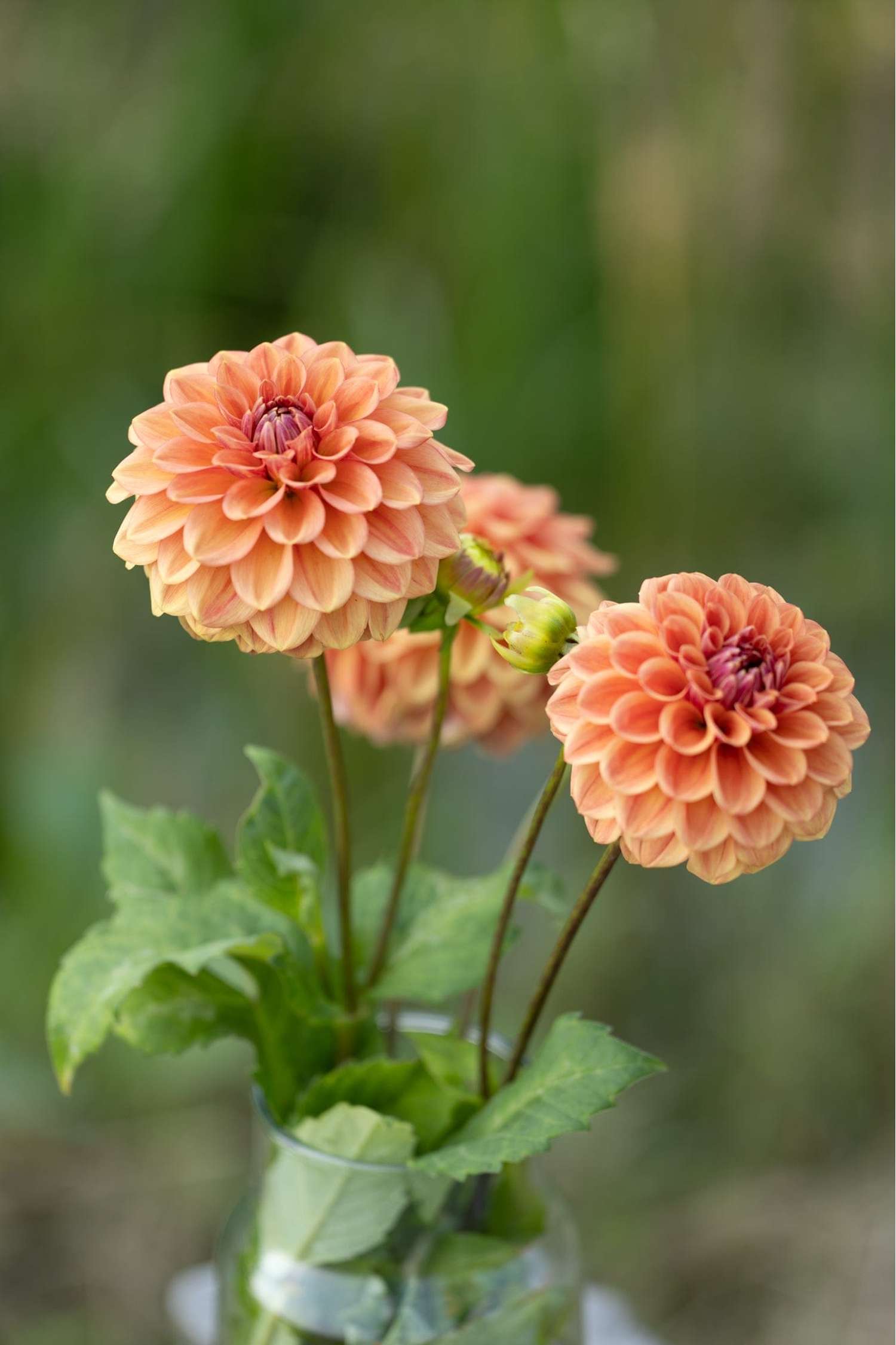 Dahlie 'Iced Tea'